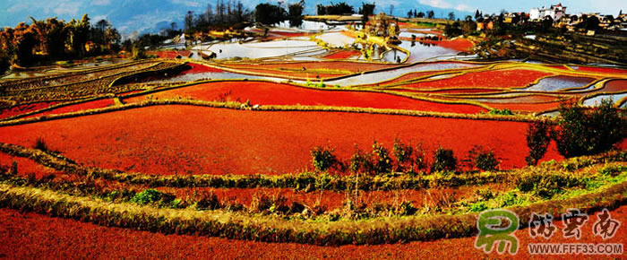 元阳龙树坝梯田