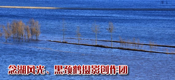 黑颈鹤