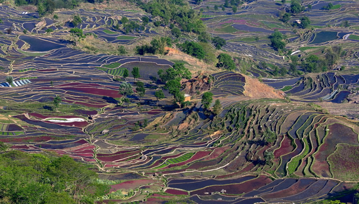 红河宝华梯田风光