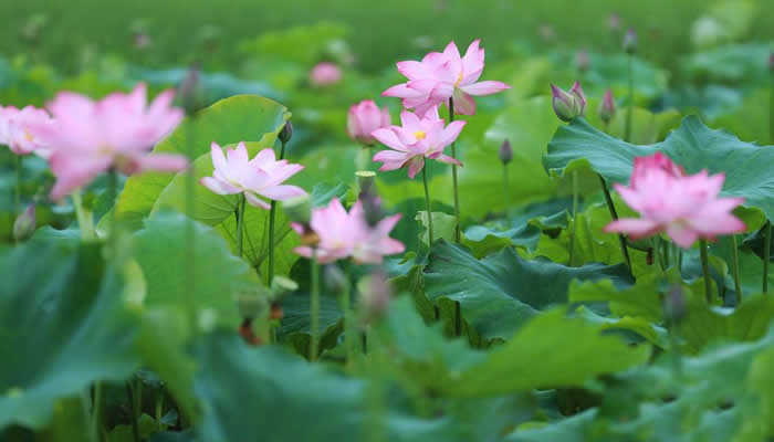 普者黑荷花