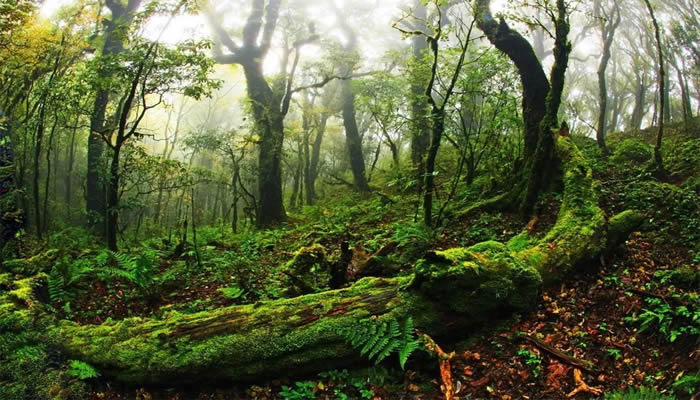 新平哀牢山
