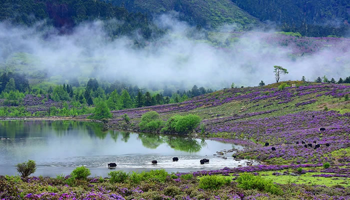 尼汝