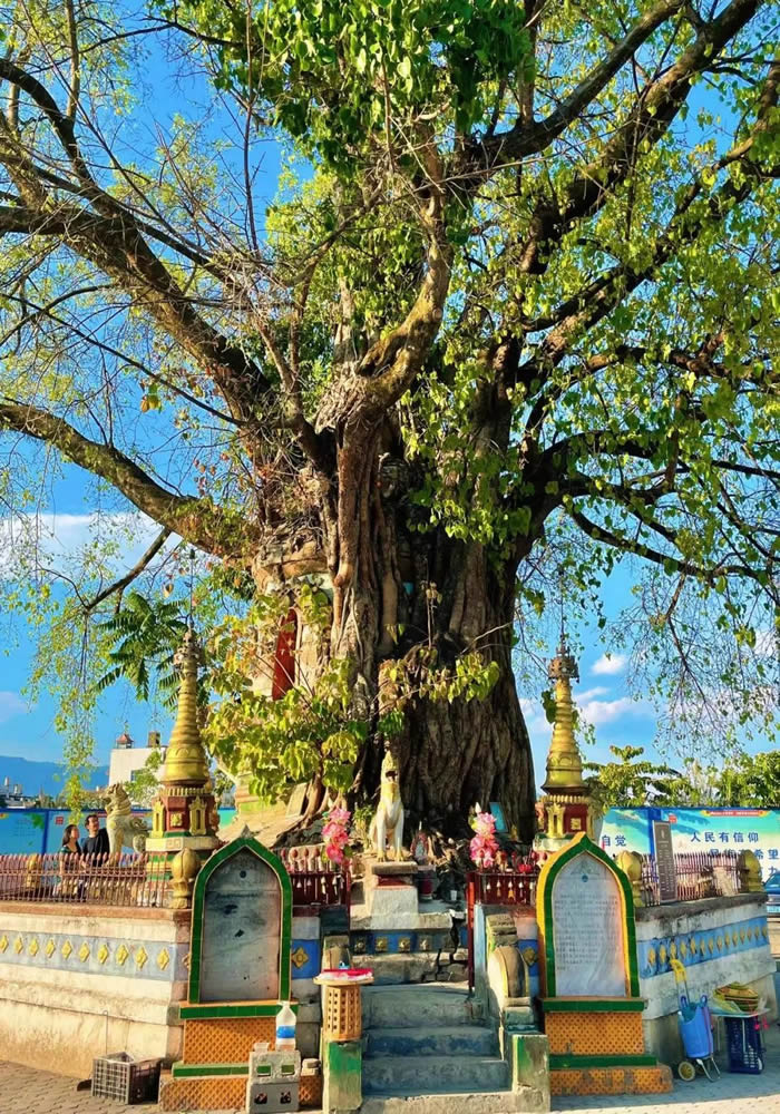 芒市树包塔